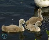 Mute Swan 9R054D-111